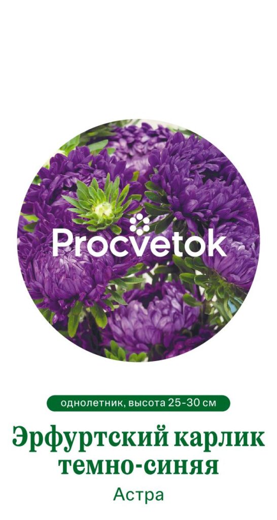 Астра ЭРФУРТСКИЙ КАРЛИК ТЕМНО-СИНЯЯ