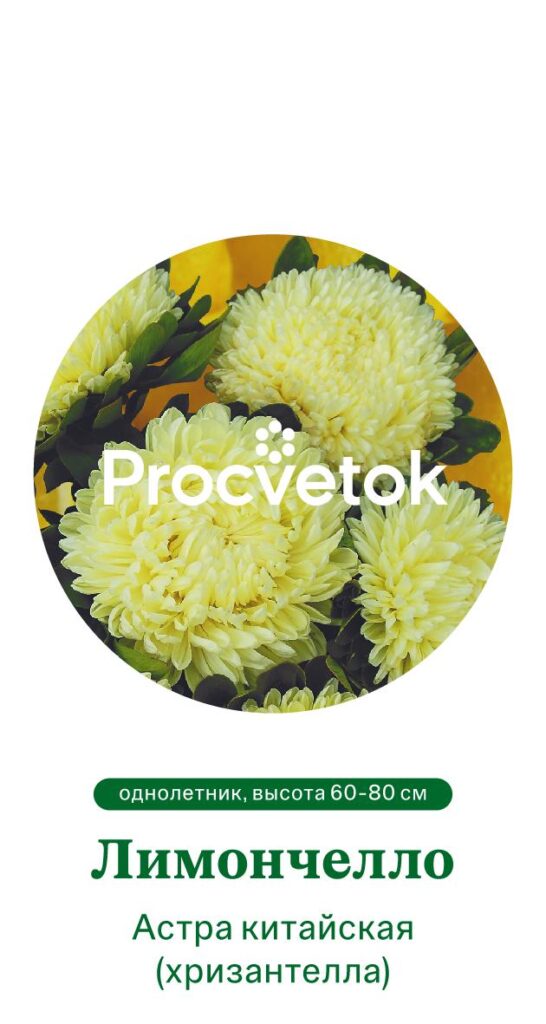 Астра китайская (Хризантелла) ЛИМОНЧЕЛЛО