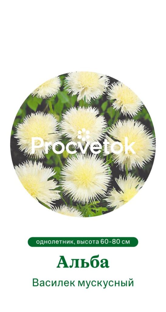 Василек мускусный АЛЬБА
