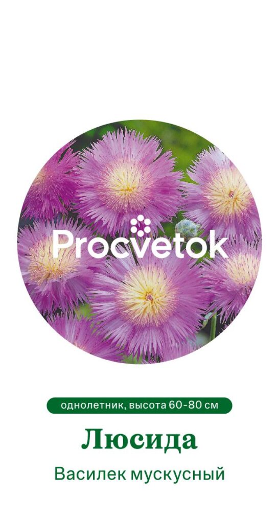 Василек мускусный ЛЮСИДА