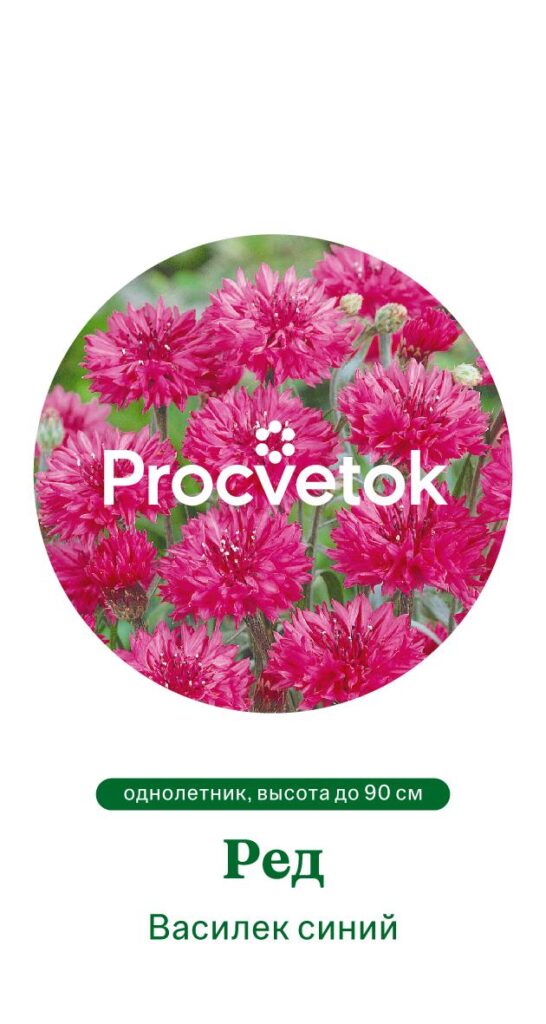 Василек синий РЕД