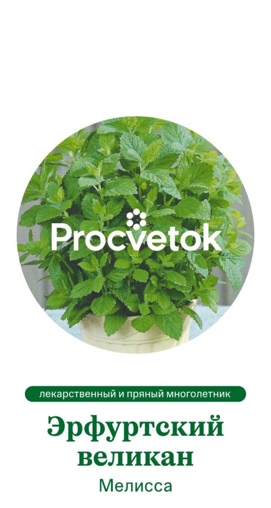 Мелисса Эрфуртский великан